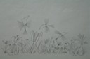 Birds and Flowers (Pen & Ink) 1950's